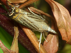 Cranberry Girdler (moth)